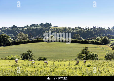 Sheep grazing on Offa's Dyke with ruin of Montgomery castle on skyline, Powys, Wales, UK Stock Photo