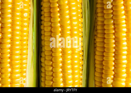 Three corn ears. Vegetable concept food background Stock Photo