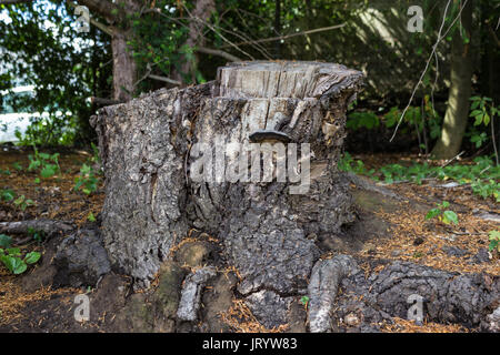 An old tree stump covered with moss in the coniferous forest, beautiful landscape Stock Photo