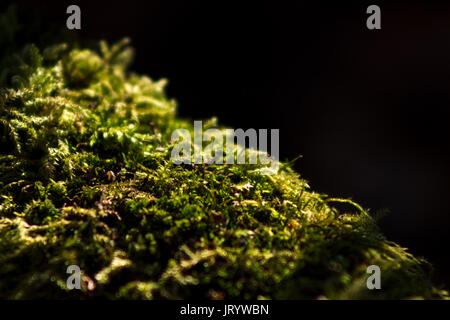 Beautiful background capture of moss in side light Stock Photo