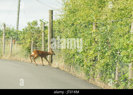 roe deer stuck on road behind deer fencing Stock Photo