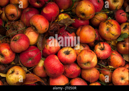 Rotting apples piled up on ground with fall leaves Stock Photo