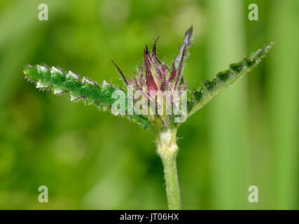 Betony - Stachys officinalis  Flower Bud and Leaves Stock Photo