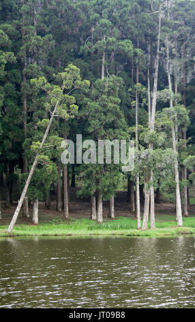 Dense growth of slim trees on bank of river