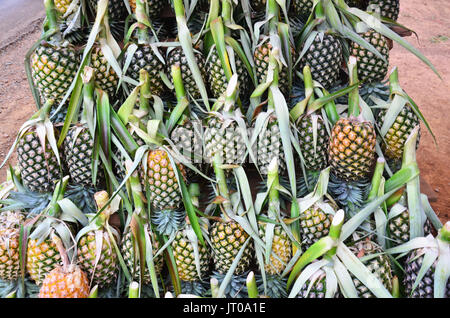 Pineapple at Fruit Shop or greengrocery on street for sale at market in Pakse, Champasak, Laos Stock Photo