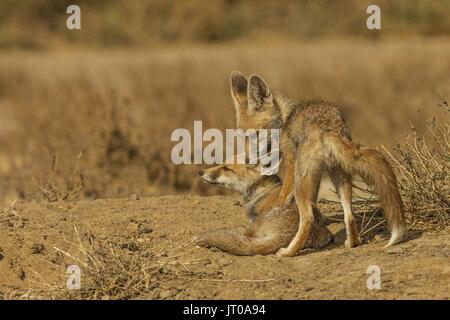 Desert Fox Pups Playing Stock Photo
