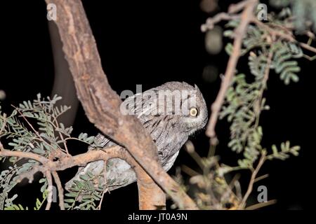Eurasian Scops Owl at Thol Sanctuary, India Stock Photo