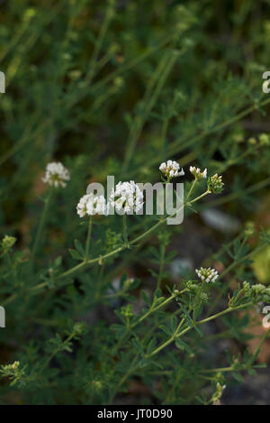 Dorycnium pentaphyllum Stock Photo