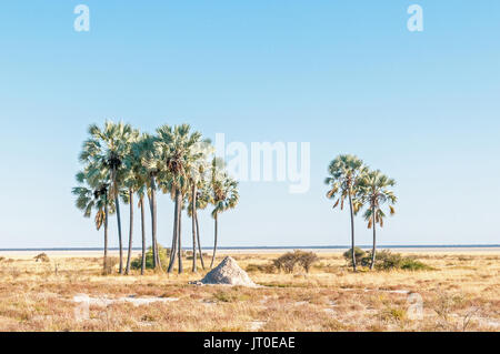 A cluster of makalani palm trees, Hyphaene petersiana, at Fischers Pan in Northern Namibia Stock Photo