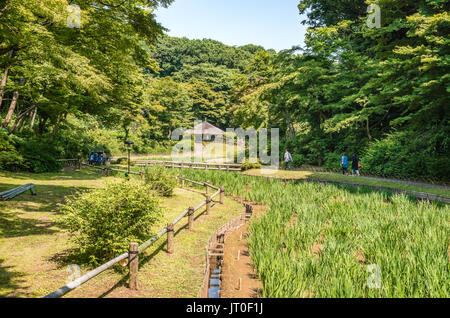 Iris Garden at Meiji Jingu Gyoen (Inner Graden), Yoyogi, Tokyo, Japan Stock Photo