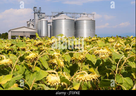 Field of sunflowers ready for harvest. In the background, blurry agricultural silos. Stock Photo