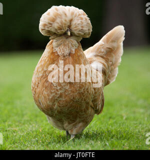 Chicken with interesting feathers Stock Photo