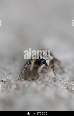 A jumping spider (salticus scenicus) sunbathing on a building wall Stock Photo
