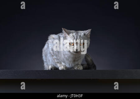 Scottish straight cat on a dark background. Stock Photo