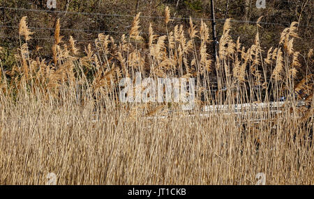 Dried weeds at the winter park in Yumoto Onsen, Nikko, Japan. Stock Photo