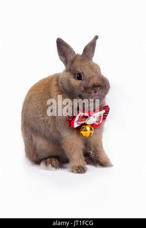 Brown netherland dwarf rabbit with red necktie sitting on white background. Stock Photo