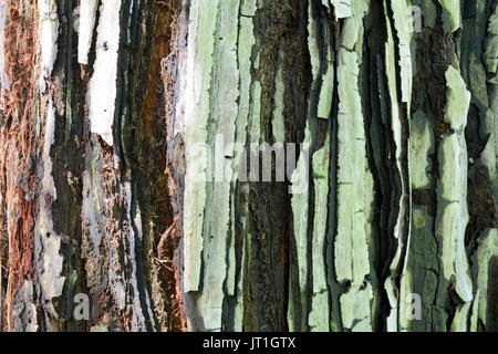The bark of a young coastal redwood, Sequoia sempervirens, featuring the colors green, black, white and brown- texture or background Stock Photo