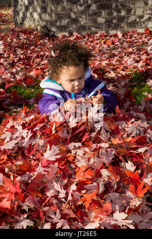 Vadnais Heights, Minnesota. Two year old bi-racial child playing in a pile of fall leaves in the autumn. Stock Photo