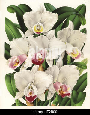 The beautiful cattleya orchid, Cattleya quadricolor (Cattleya chocoensis). Drawn and chromolithographed by P. de Pannemaeker from Jean Linden's l'Illustration Horticole, Brussels, 1873. Stock Photo