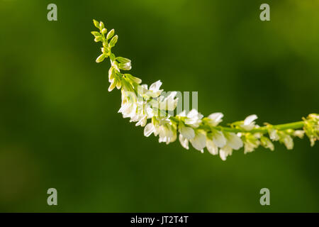 Beautiful white flowers growing in the garden. Vibrant summer scenery. Shallow depth of field closeup photo. Stock Photo