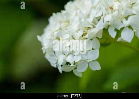 Beautiful white flowers growing in the garden. Vibrant summer scenery. Shallow depth of field closeup photo. Stock Photo