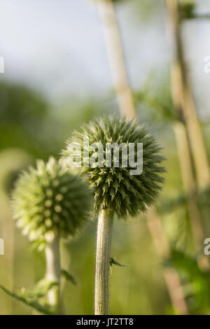 A beautiful decorative thistle heads in the sunset light. Shallow depth of field closeup photo. Low evening light with flares. Stock Photo