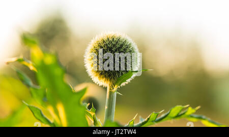 A beautiful decorative thistle heads in the sunset light. Shallow depth of field closeup photo. Low evening light with flares. Stock Photo