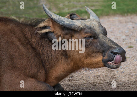 A close portrait of an african forest buffalo lying on the ground with its tongue out licking its lips Stock Photo