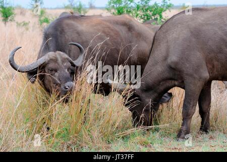 African buffaloes or Cape buffaloes (Syncerus caffer), feeding on grass, Kruger National Park, South Africa, Africa Stock Photo