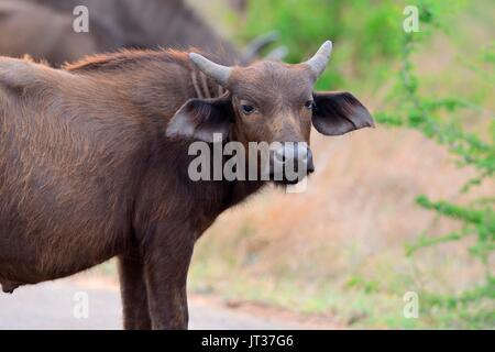 African buffalo or Cape buffalo (Syncerus caffer), young male on a paved road, Kruger National Park, South Africa, Africa Stock Photo