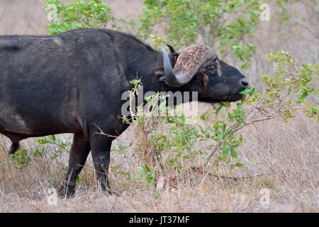 African buffalo (Syncerus caffer), bull feeding on leaves, Red-billed oxpecker on buffalo's face, Kruger National Park, South Africa, Africa Stock Photo