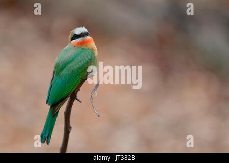 White-fronted bee-eater (Merops bullockoides), perched on a twig, Kruger National Park, South Africa, Africa Stock Photo