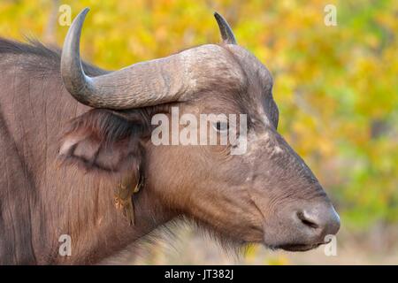 African buffalo or Cape buffalo (Syncerus caffer) with Red-billed oxpecker (Buphagus erythrorhynchus) on its neck, Kruger National Park, South Africa Stock Photo