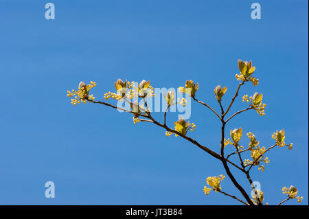 Sassafras tree flowers against a blue sky. Stage Fort Park, Gloucester, Massachusetts Stock Photo