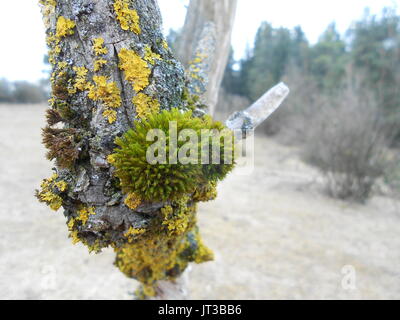 moss and lichen on bark of a dead juniper tree Stock Photo