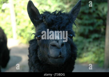 portrait of a black alpaca Stock Photo