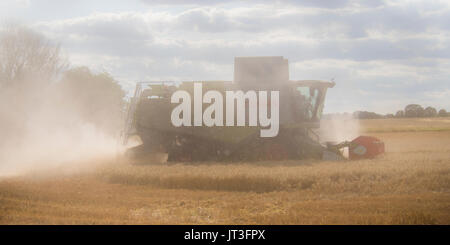 ROCHFORD, ESSEX, UK - AUGUST 06, 2017:  Claas Combine harvesting wheat in rural Essex field working in a cloud of dust Stock Photo