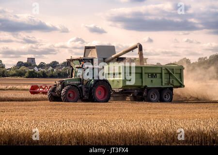 ROCHFORD, ESSEX, UK - AUGUST 06, 2017:  Combine harvester transferring harvested grain in to tractor trailer in rural Essex field Stock Photo