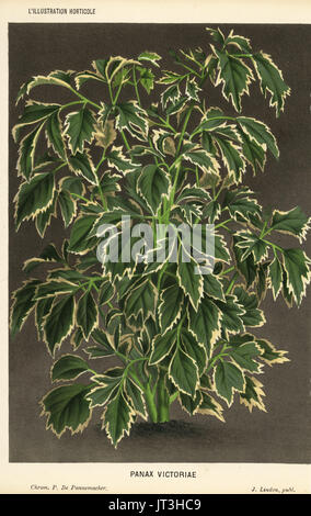 Geranium aralia, Polyscias guilfoylei (Panax victoriae). Chromolithograph by Pieter de Pannemaeker from Jean Linden's l'Illustration Horticole, Brussels, 1884. Stock Photo