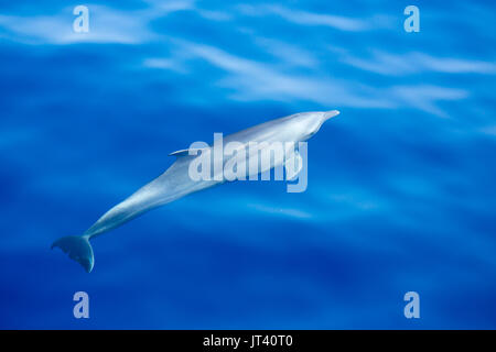 Indo-Pacific Bottlenose Dolphin (Tursiops aduncus) about to surface in the glassy calm sea Stock Photo