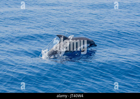 Indo-Pacific Bottlenose Dolphin (Tursiops aduncus) surfacing in the glassy calm sea Stock Photo