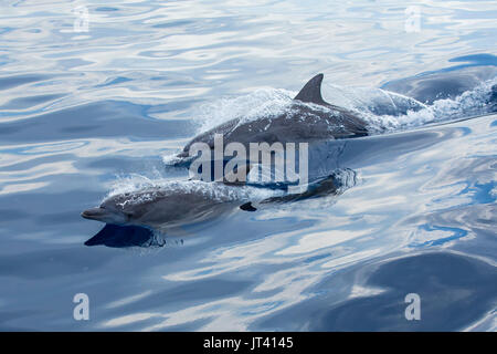 Indo-Pacific Bottlenose Dolphin (Tursiops aduncus) surfacing in the glassy calm sea Stock Photo