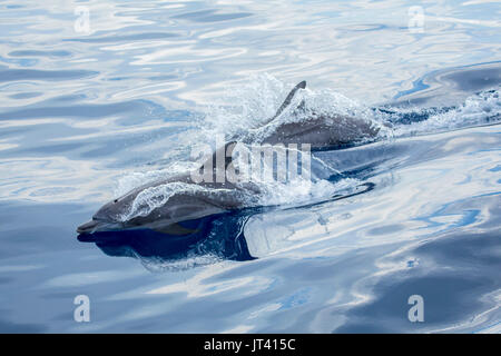 Indo-Pacific Bottlenose Dolphin (Tursiops aduncus) surfacing in the glassy calm sea Stock Photo
