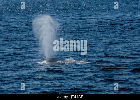 Pygmy Blue Whale (Balaenoptera musculus brevicauda) in the waters of Indonesia, coming up to the surface for a breath Stock Photo