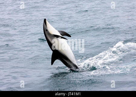 Dusky Dolphin (Lagenorhynchus obscurus) tail walking in the waters of Kaikoura Stock Photo