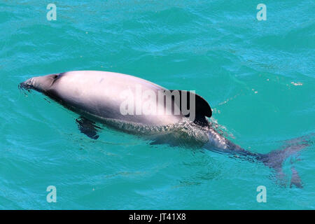 Hector's Dolphin (Cephalorhynchus hectori) surfacing next to the dolphin watching boat, checking out the people on board Stock Photo