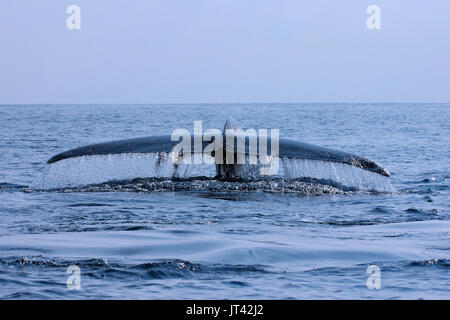 Pygmy Blue Whale or Great Indian Blue Whale (Balaenoptera musculus indica) off Trincomalee, fluking after taking a breath, remoras on fluke Stock Photo