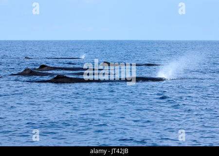 Sperm Whale (Physeter macrocephalus) logging on the surface off Trincomalee, the eastern coast of Sri Lanka Stock Photo