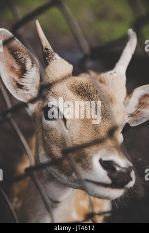 Doe behind bars Stock Photo