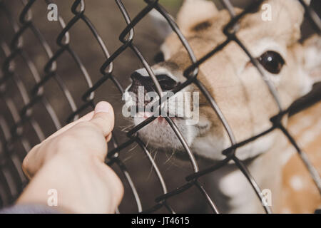 Doe behind bars Stock Photo